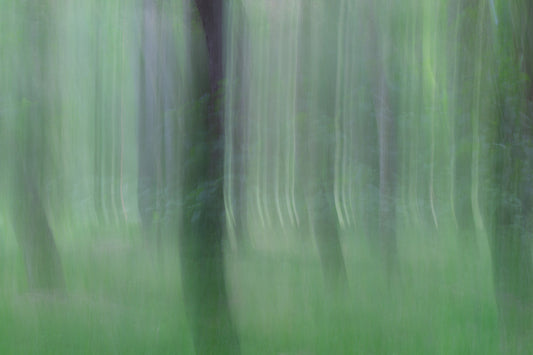 A Forest - Canvas